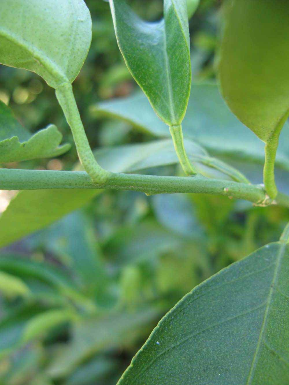              First year twig (Winter Haven, FL)       